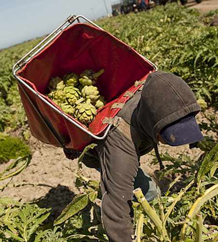 Zenport AG418 Picking Backpack AgriKon Vegetable Harvest Backpack, Artichoke Harvesting Pack, Fruit Picking Bag - Click Image to Close