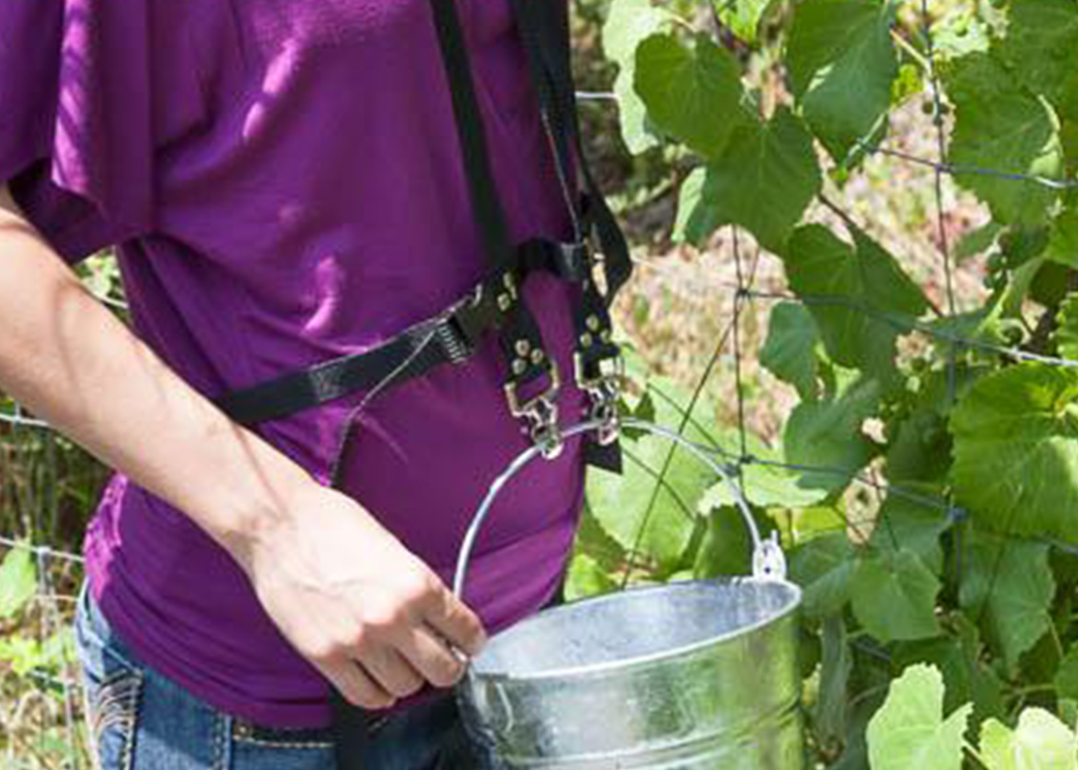 Zenport Picking Bucket Harness AG422 1-Gallon Berry, Fruit And Berry Bucket/Pail For Blueberries Raspberries Beans Vegetables