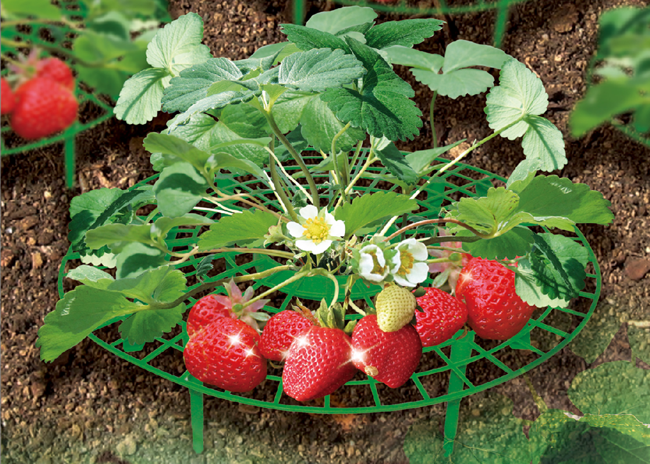 Zenport Garden Supports P-309 Fruit and Vegetable Supports - Click Image to Close