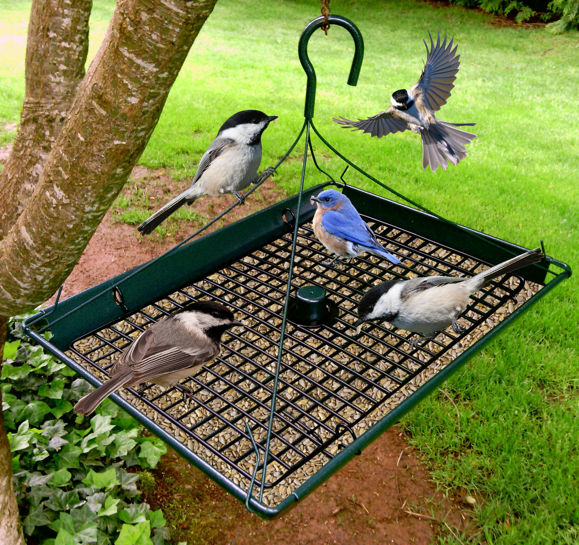 Zenport Bird Feeder Z203009 3-in-1 Platform Bird Seed Feeder