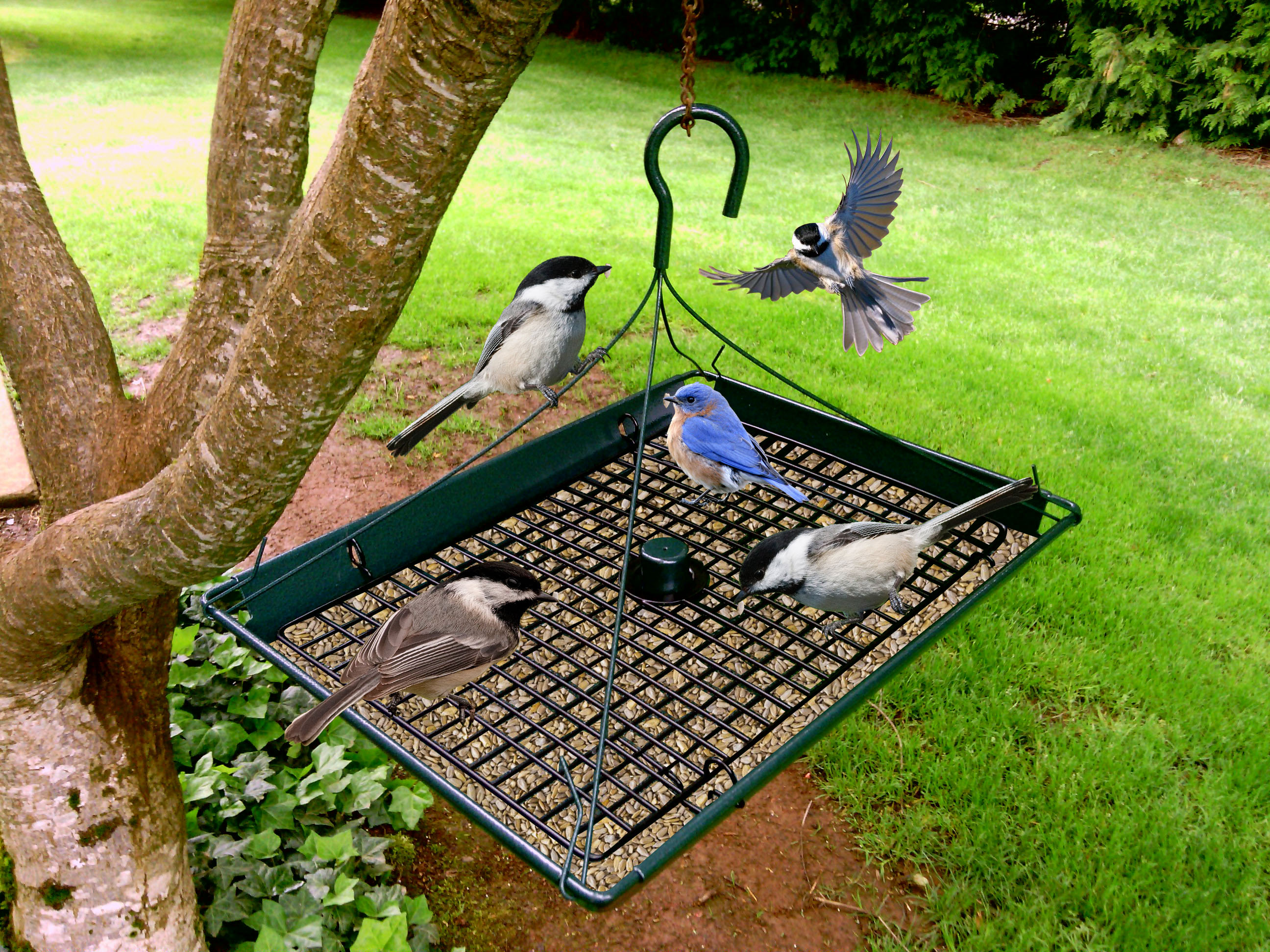 Bird and Squirrel Feeders