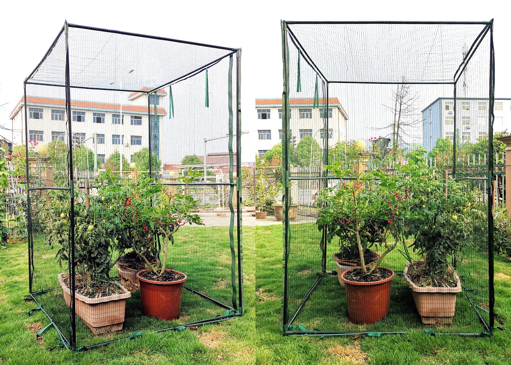 Zenport Fruit Cage SH3288 Steel Frame, Anti-Bird Netting, 47.2 x 47.2 x 70.9-inches (image for) Zenport Fruit Cage SH3288 Steel Frame, Anti-Bird Netting, 47.2 x 47.2 x 70.9-inches