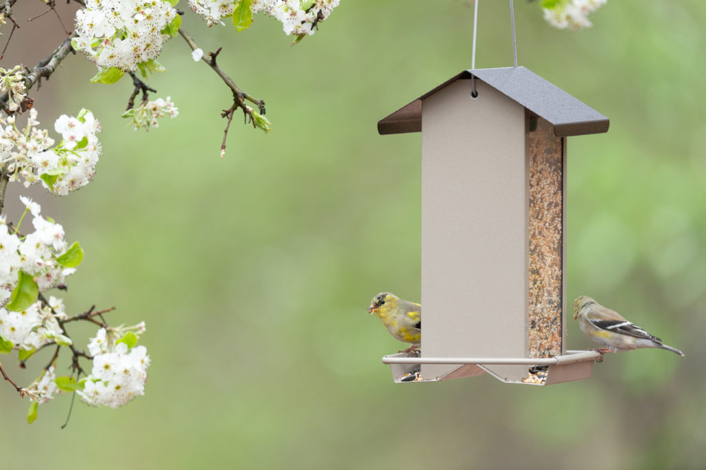 Zenport Bird Feeder Z38188 Small Hopper
